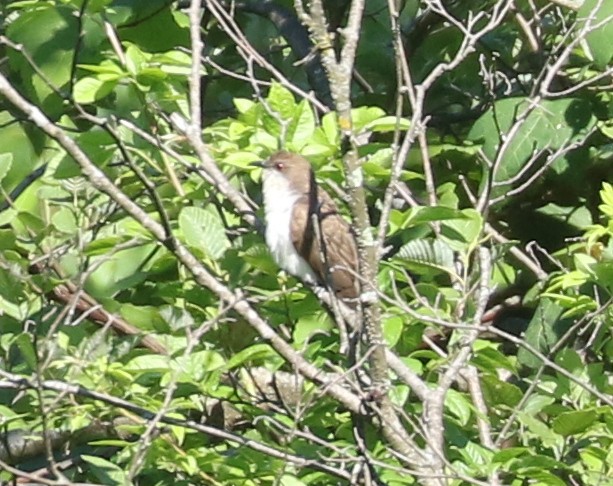 Black-billed Cuckoo - ML620641323