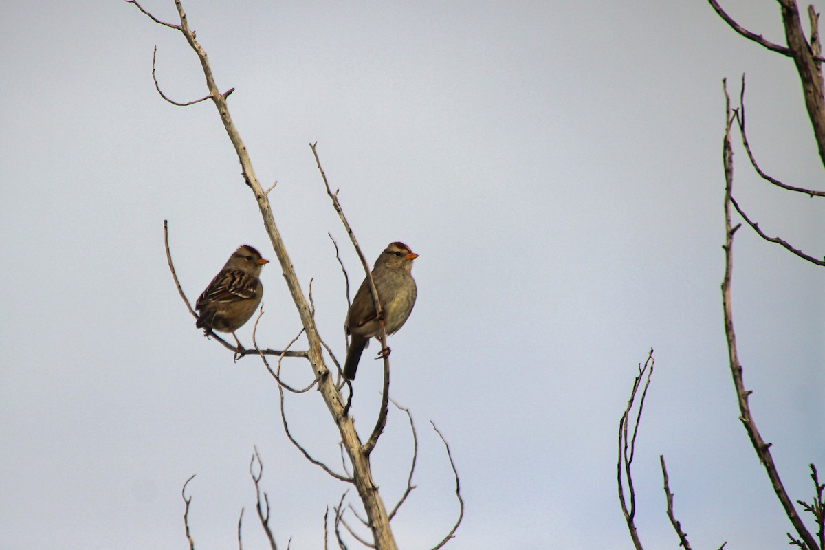 White-crowned Sparrow - ML620641324