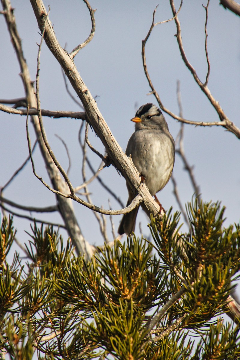 White-crowned Sparrow - ML620641325