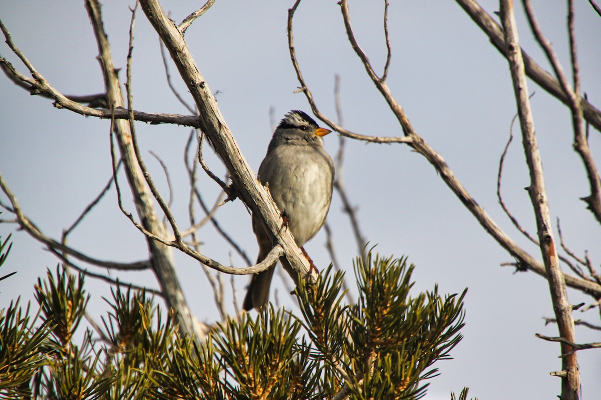 White-crowned Sparrow - ML620641326