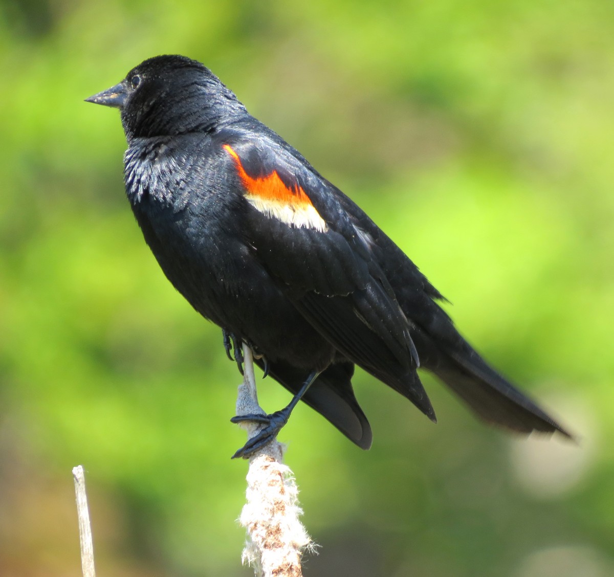 Red-winged Blackbird - ML620641327