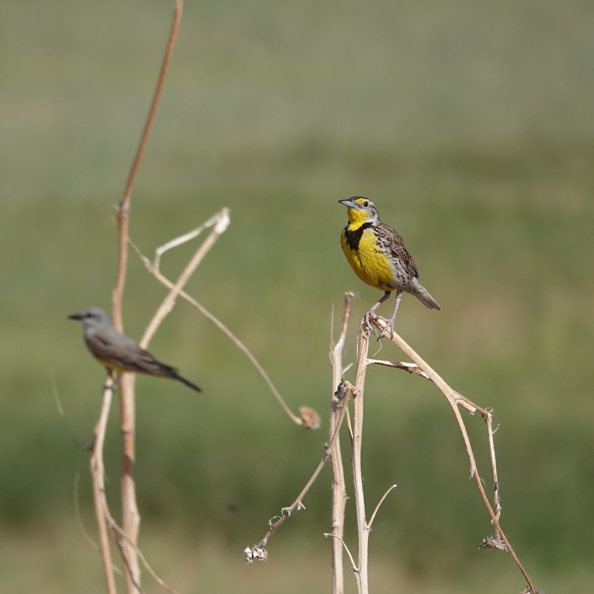 Western Meadowlark - ML620641331