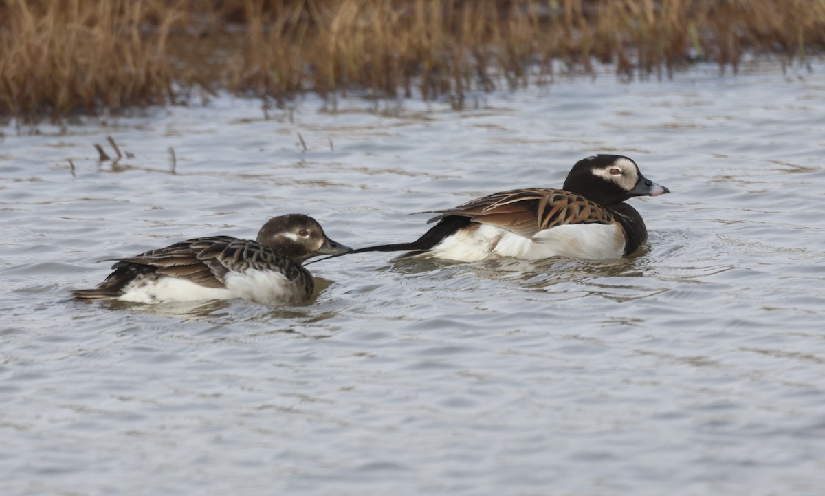 Long-tailed Duck - ML620641333