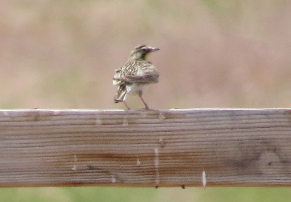 Horned Lark - ML620641335