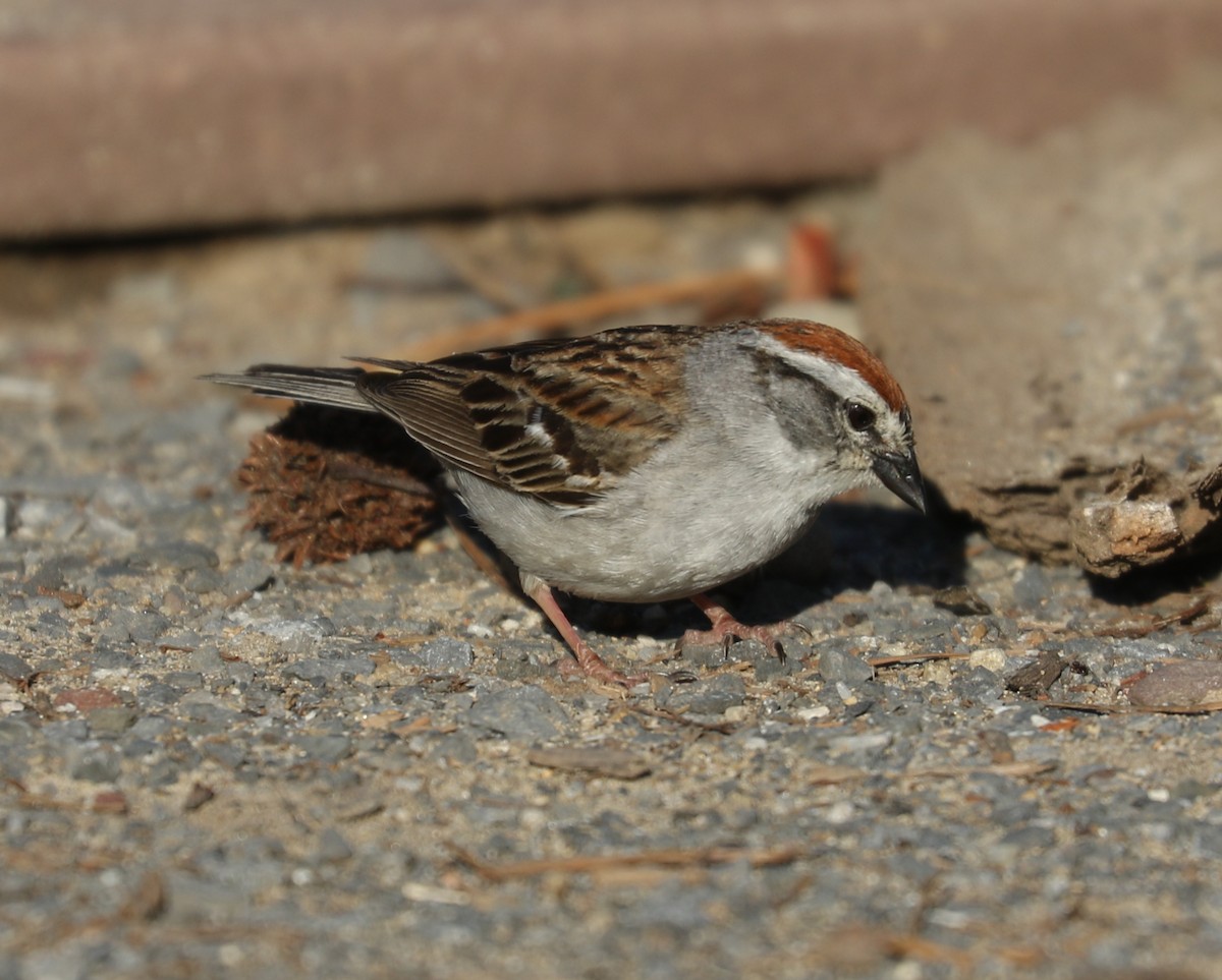 Chipping Sparrow - ML620641339