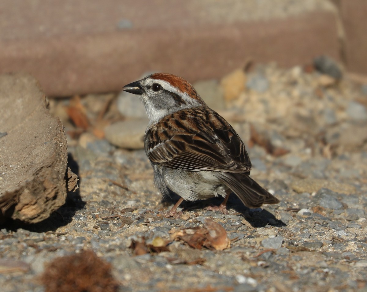 Chipping Sparrow - ML620641340