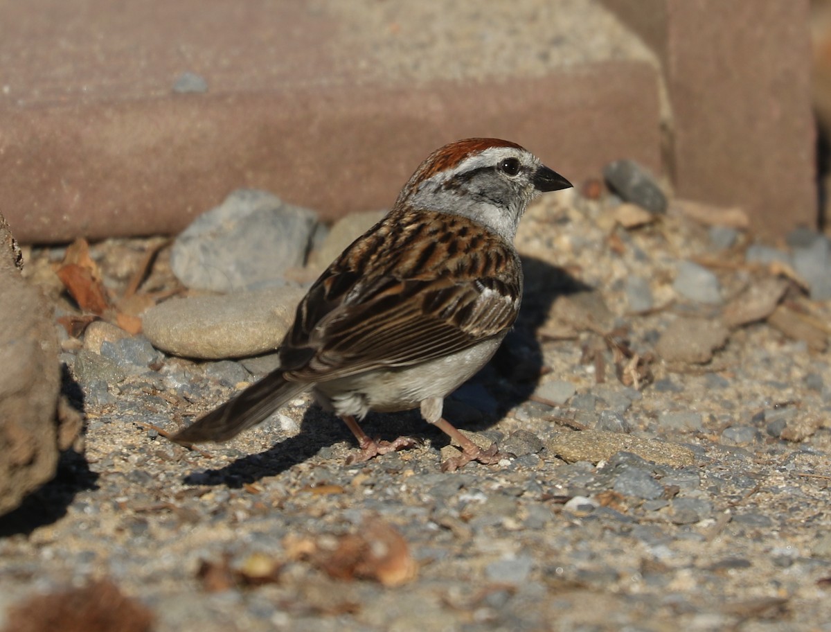 Chipping Sparrow - ML620641341