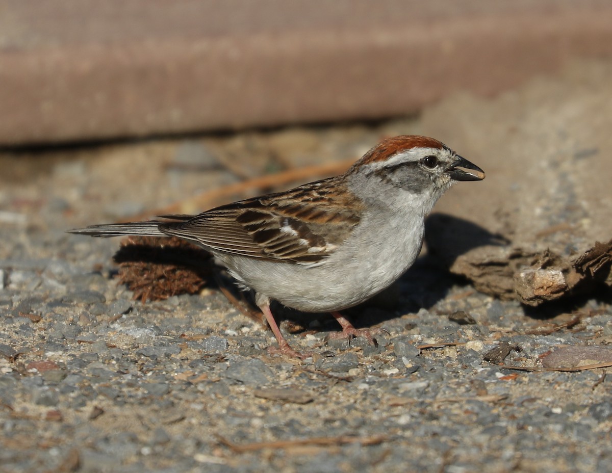 Chipping Sparrow - ML620641342