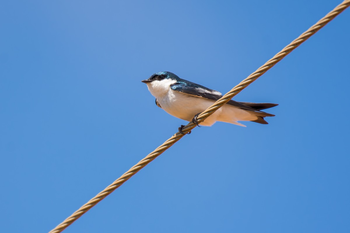 White-winged Swallow - ML620641344