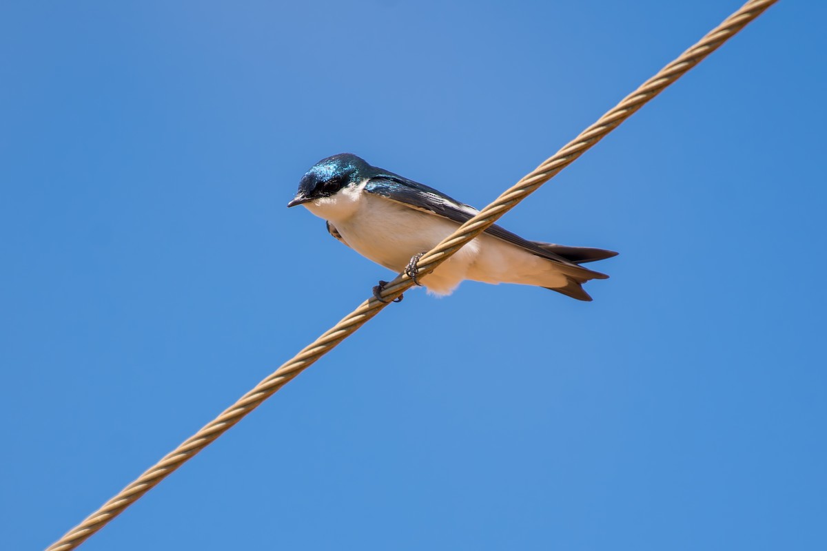 White-winged Swallow - ML620641345