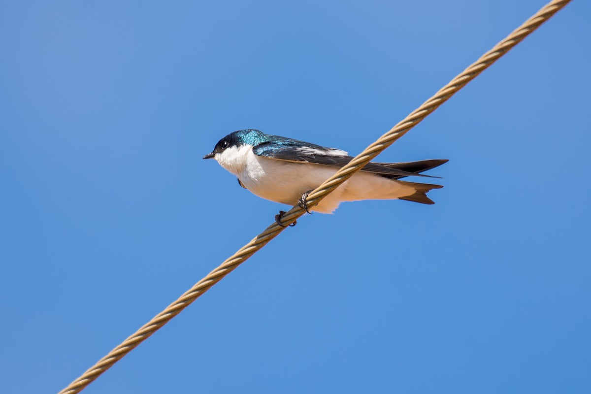 White-winged Swallow - ML620641346