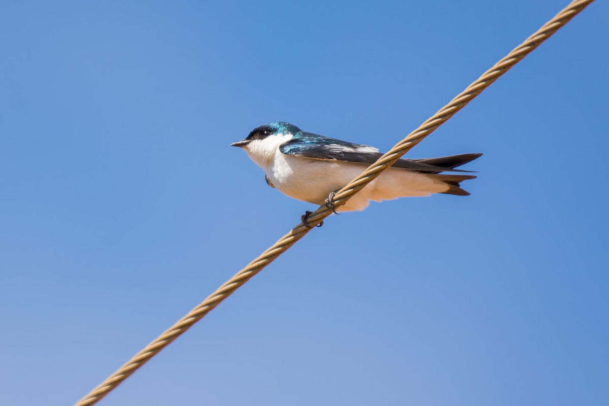 White-winged Swallow - ML620641347