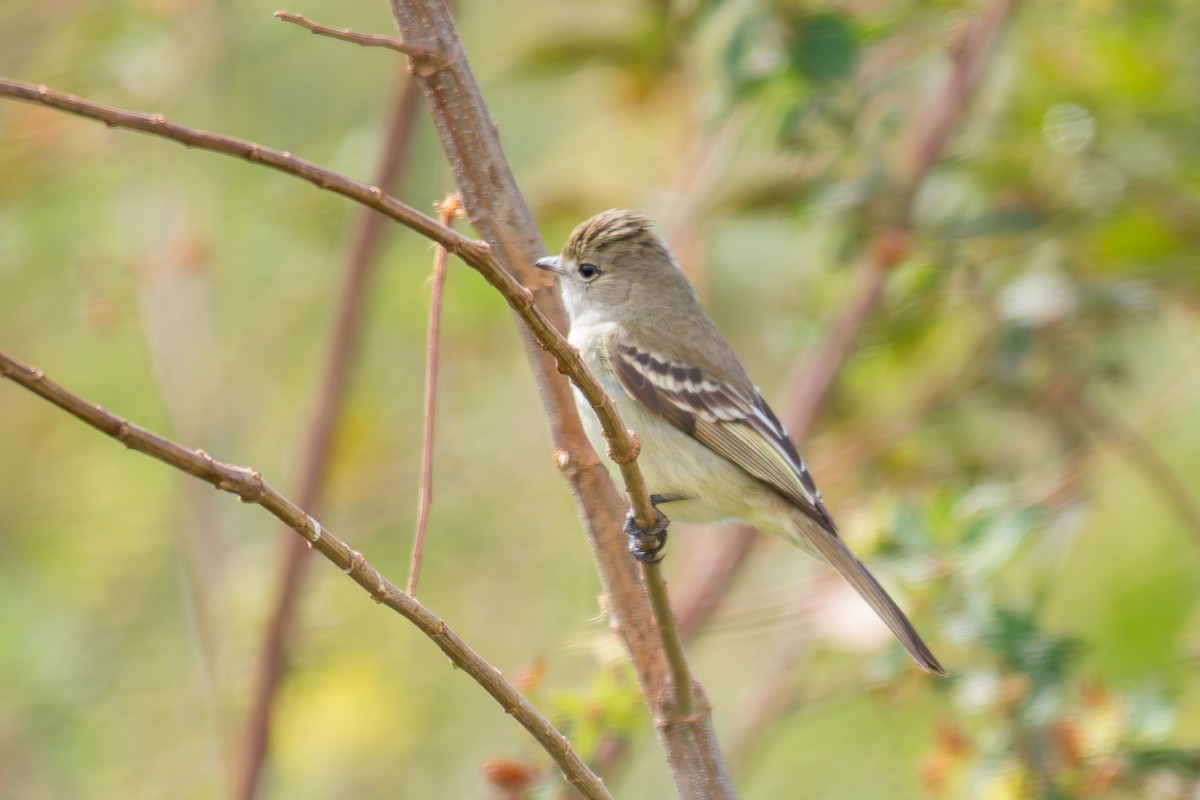 Southern Scrub-Flycatcher - ML620641353