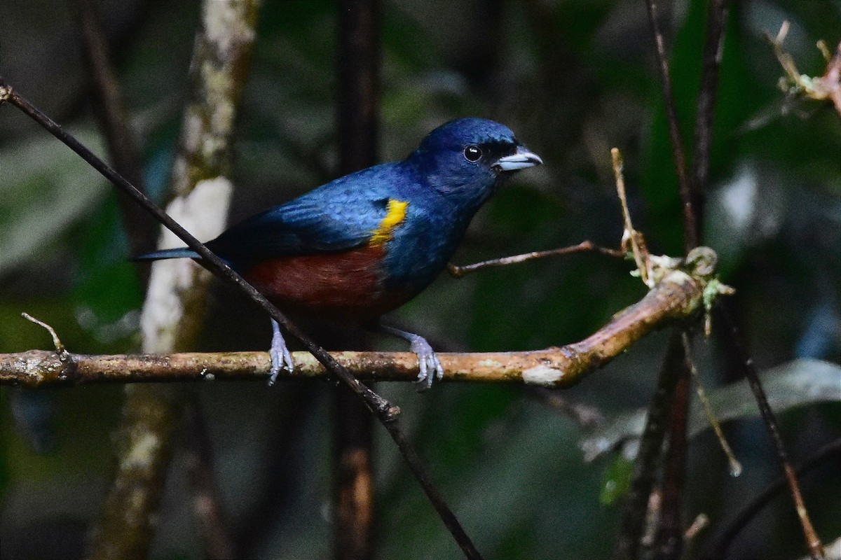 Chestnut-bellied Euphonia - ML620641356