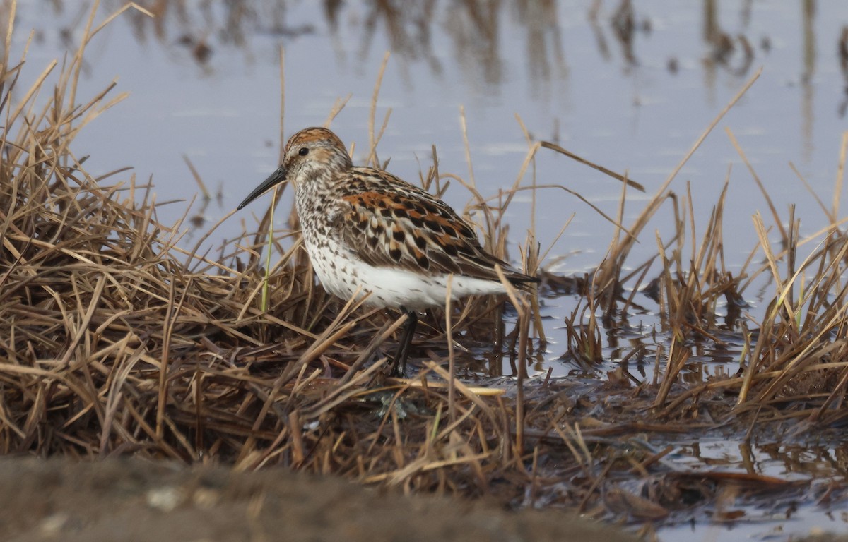 Dunlin - ML620641357