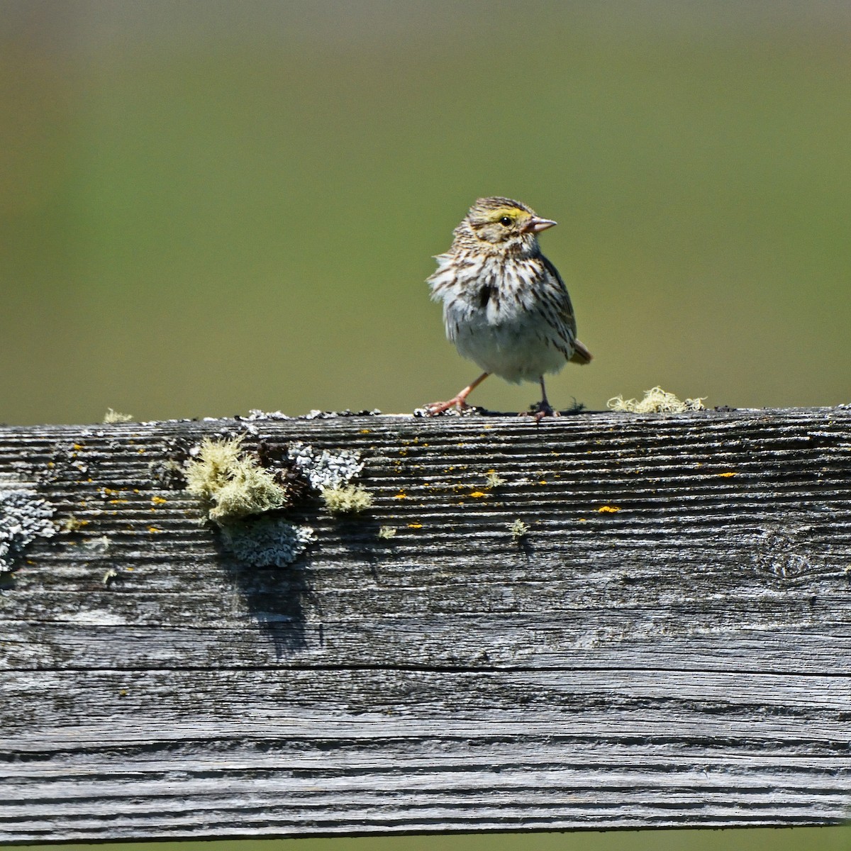 Savannah Sparrow - ML620641360