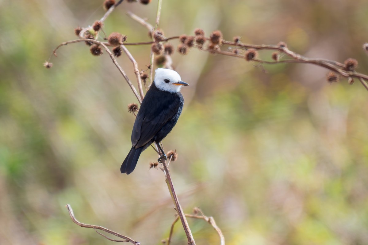 White-headed Marsh Tyrant - ML620641361