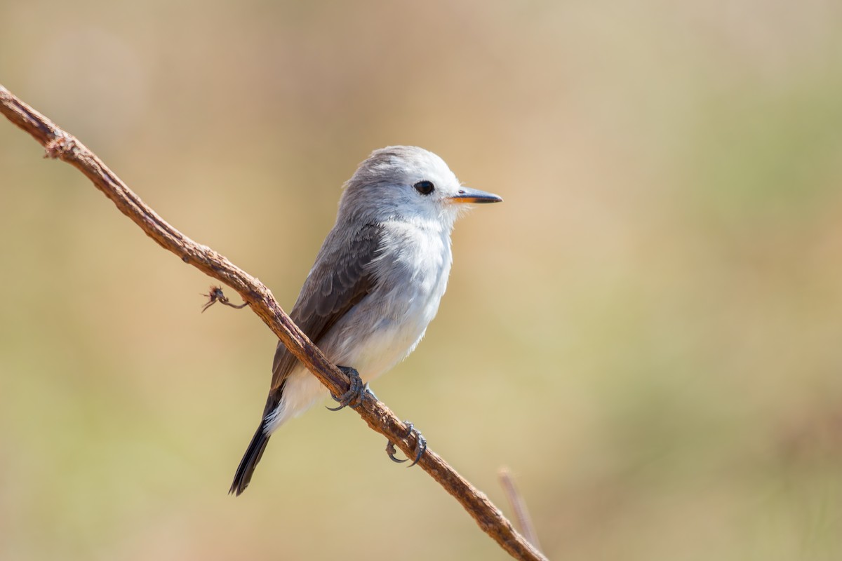 White-headed Marsh Tyrant - ML620641362