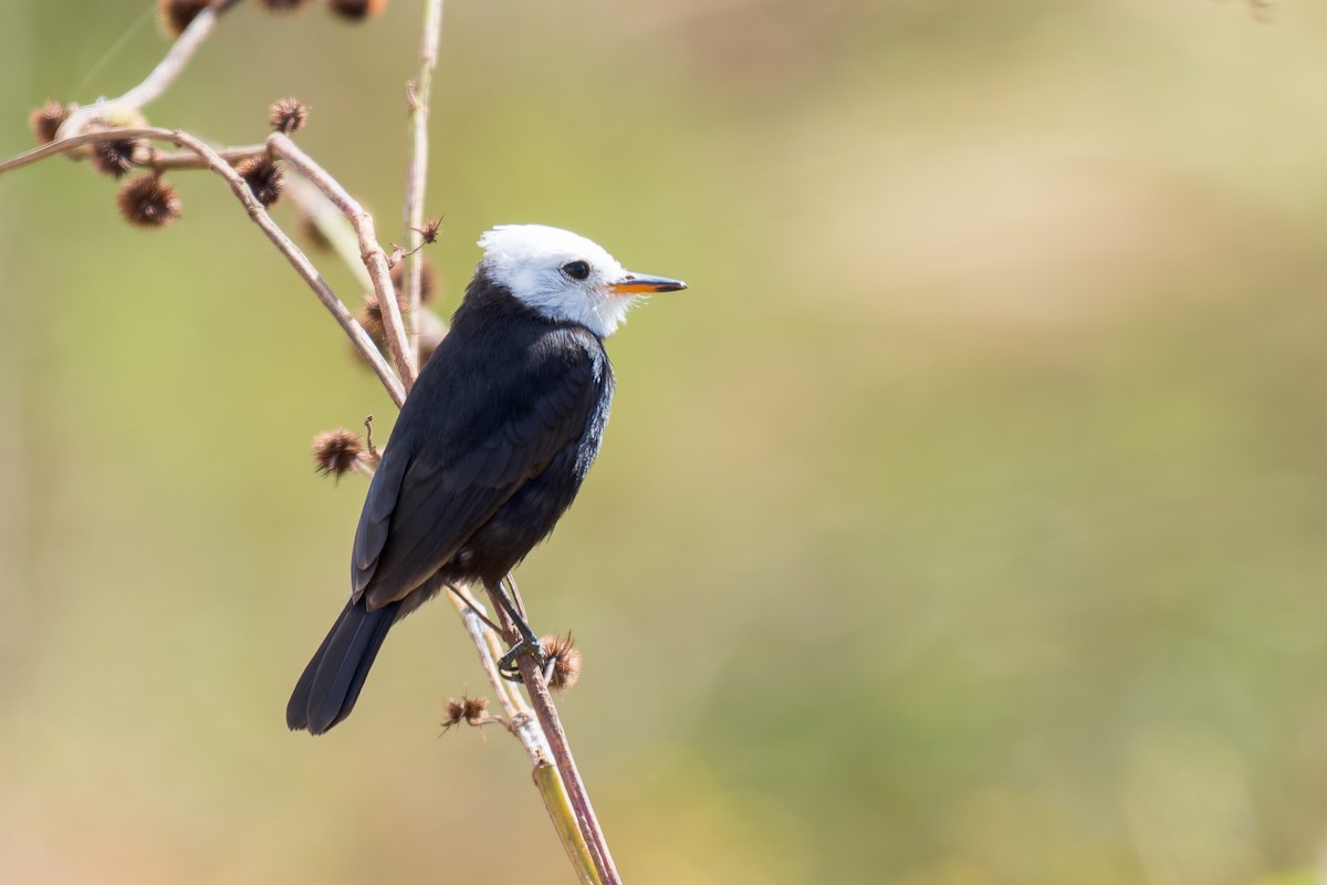 White-headed Marsh Tyrant - ML620641364