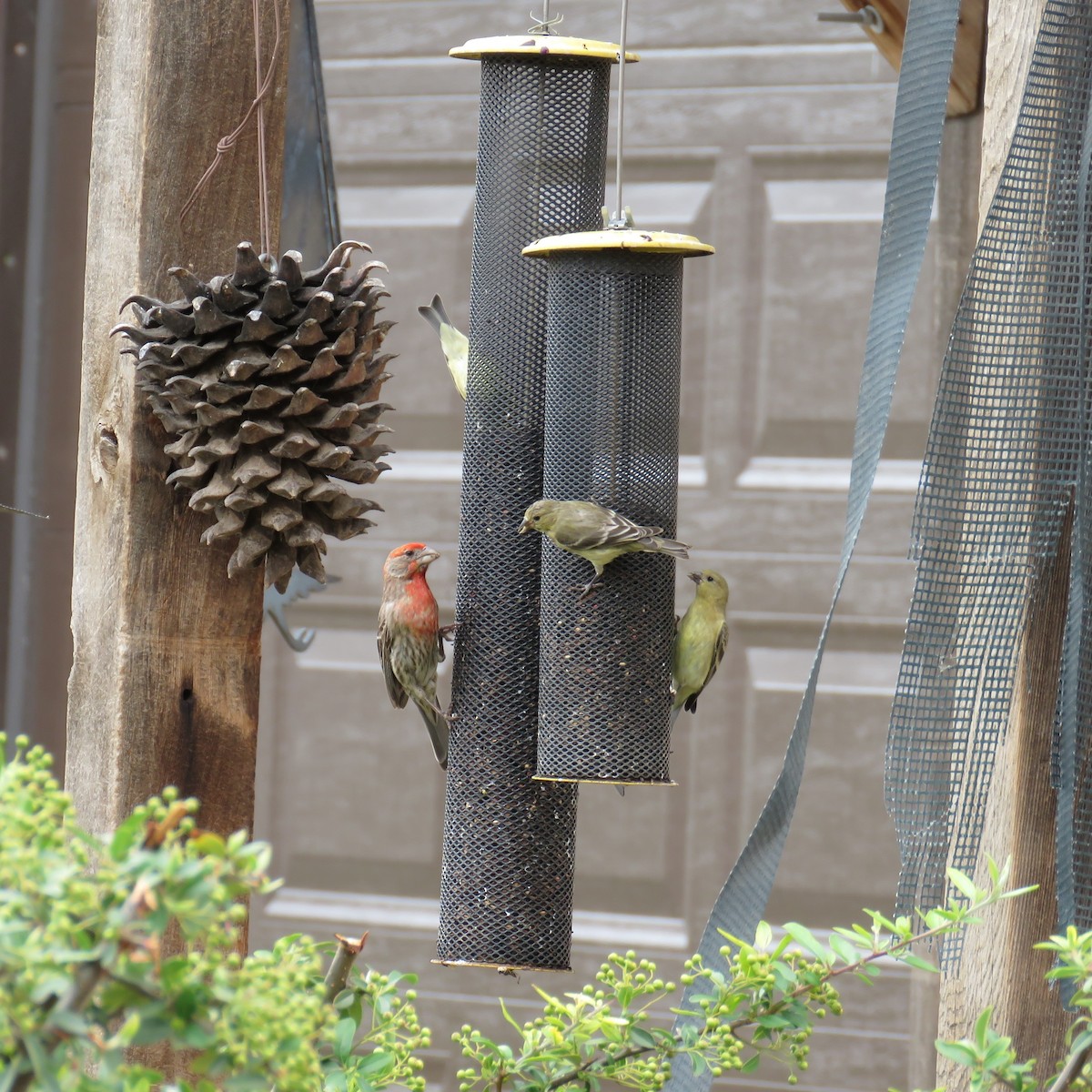 Lesser Goldfinch - ML620641366