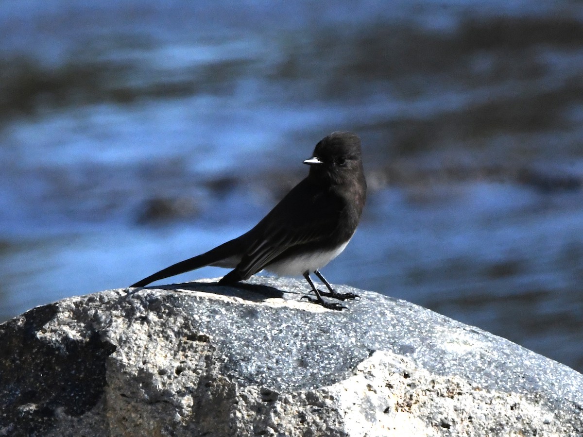 Black Phoebe - ML620641367