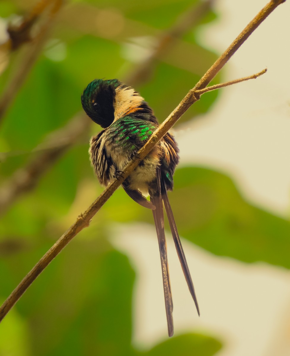 Slender Sheartail - Alejandro Rafael Díaz Santis