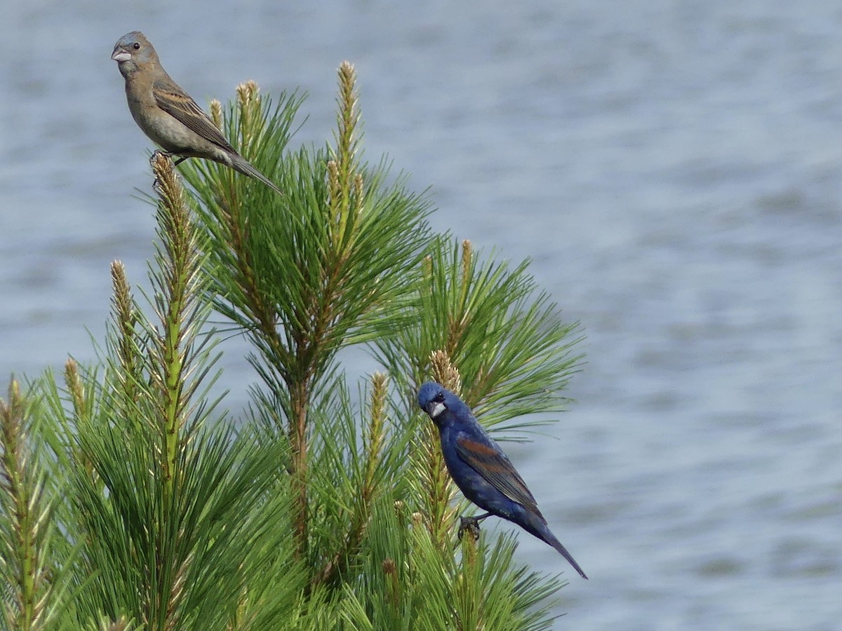 Blue Grosbeak - ML620641374