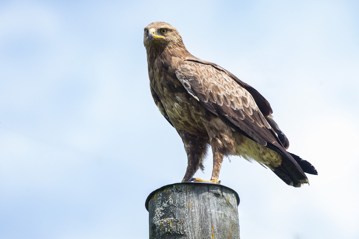 Lesser Spotted Eagle - Alexey Kurochkin