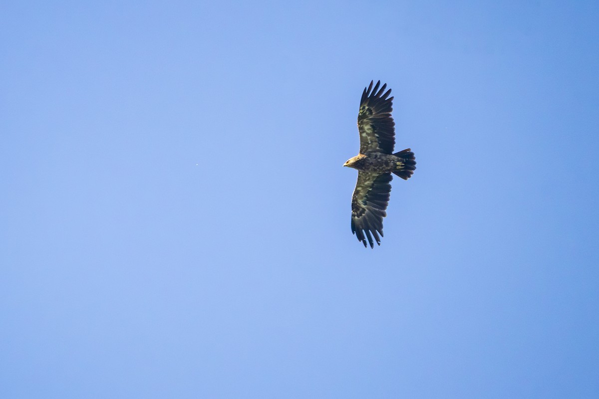 Lesser Spotted Eagle - ML620641377