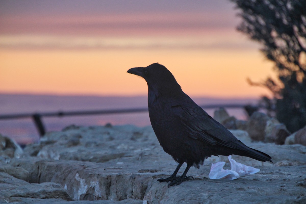 Common Raven - ML620641378