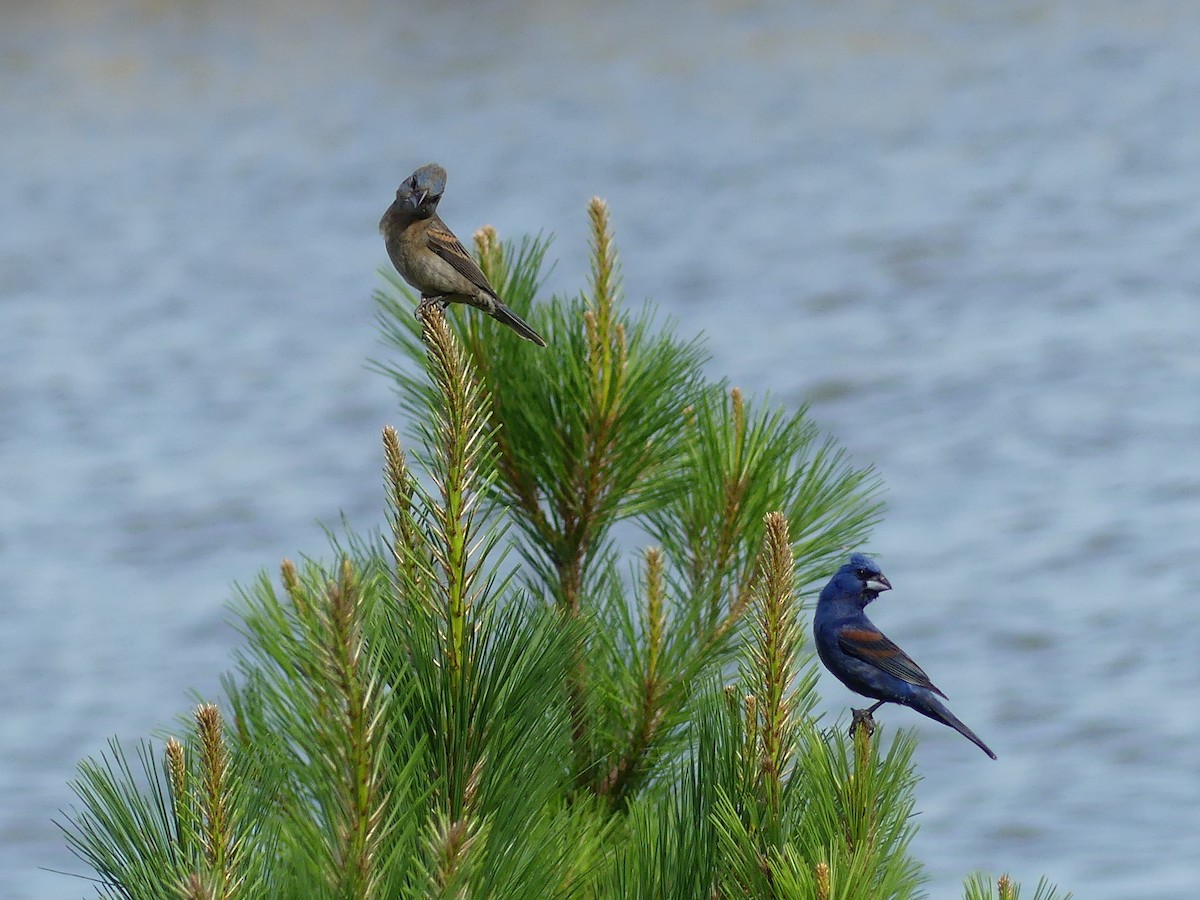 Blue Grosbeak - ML620641384