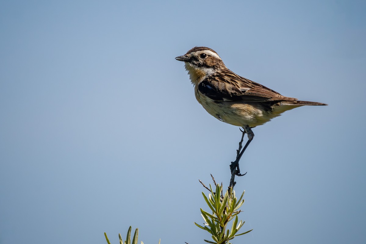 Whinchat - ML620641385