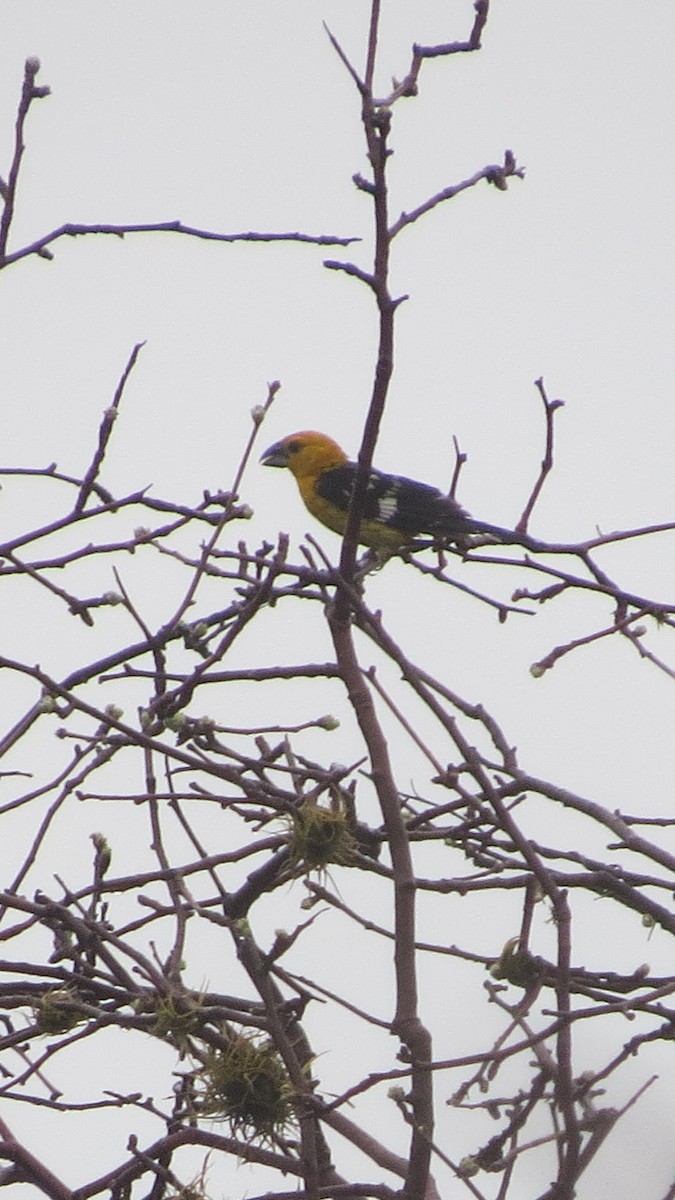 Yellow Grosbeak - ML620641388