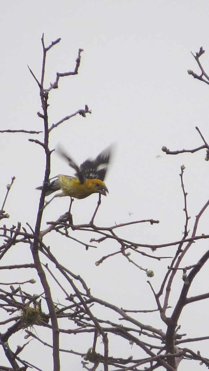 Yellow Grosbeak - ML620641389