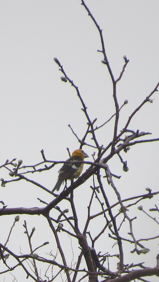 Yellow Grosbeak - ML620641390