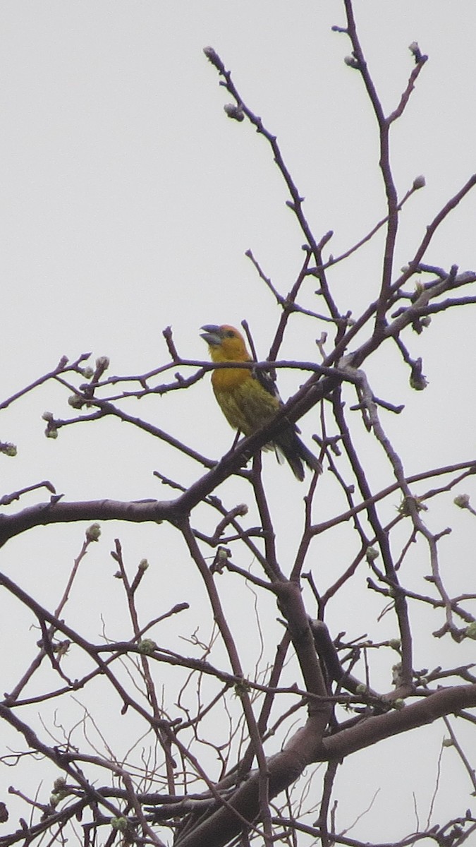 Yellow Grosbeak - ML620641392