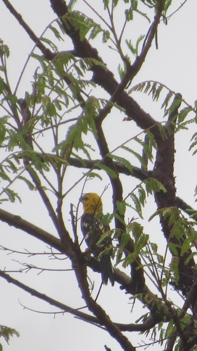 Cardinal jaune - ML620641393