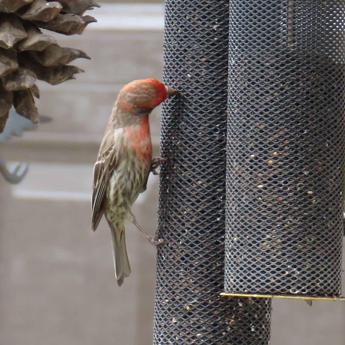 House Finch - ML620641399