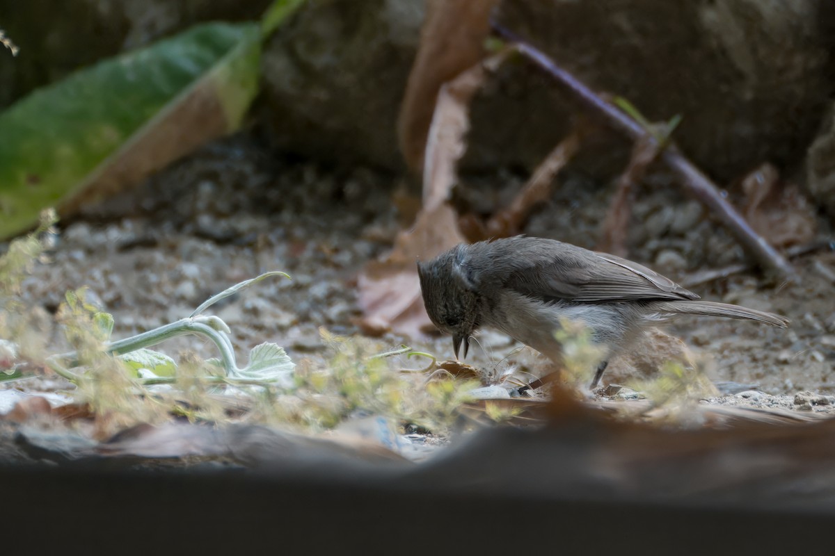 Oak Titmouse - ML620641403