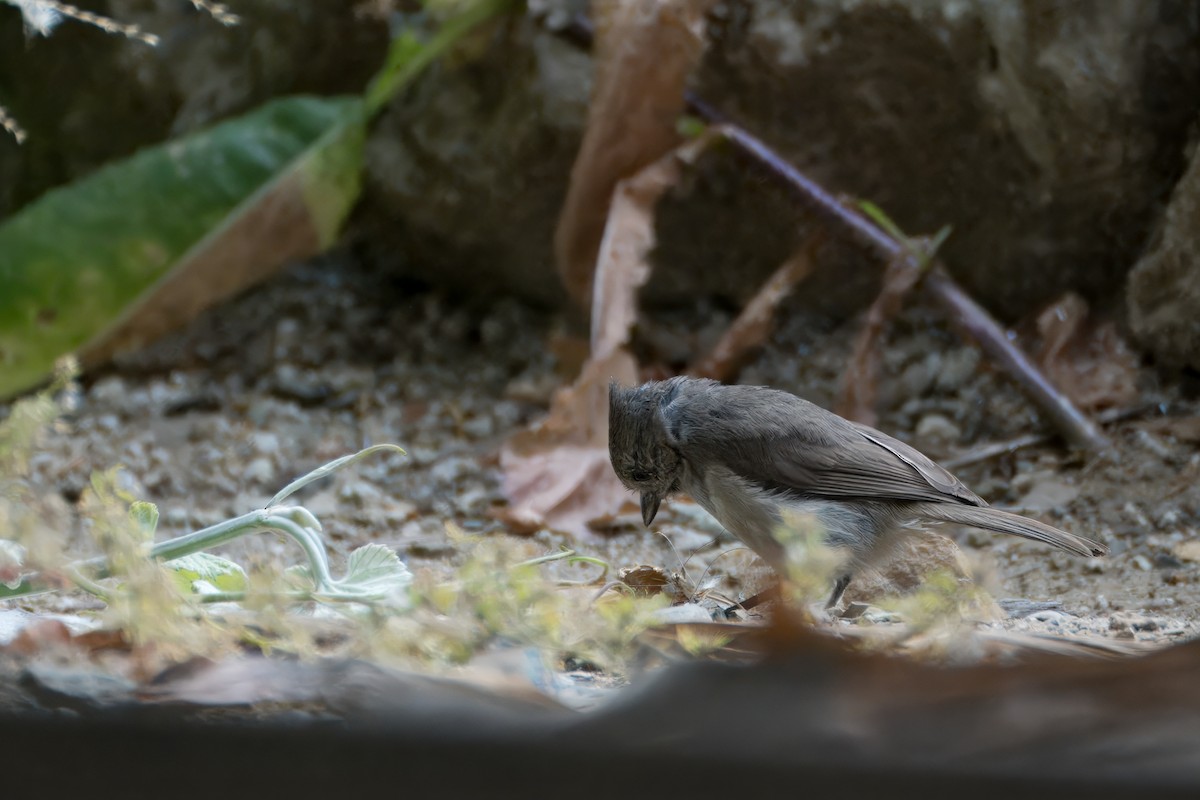 Oak Titmouse - ML620641404