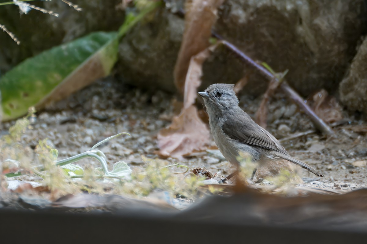 Oak Titmouse - ML620641405