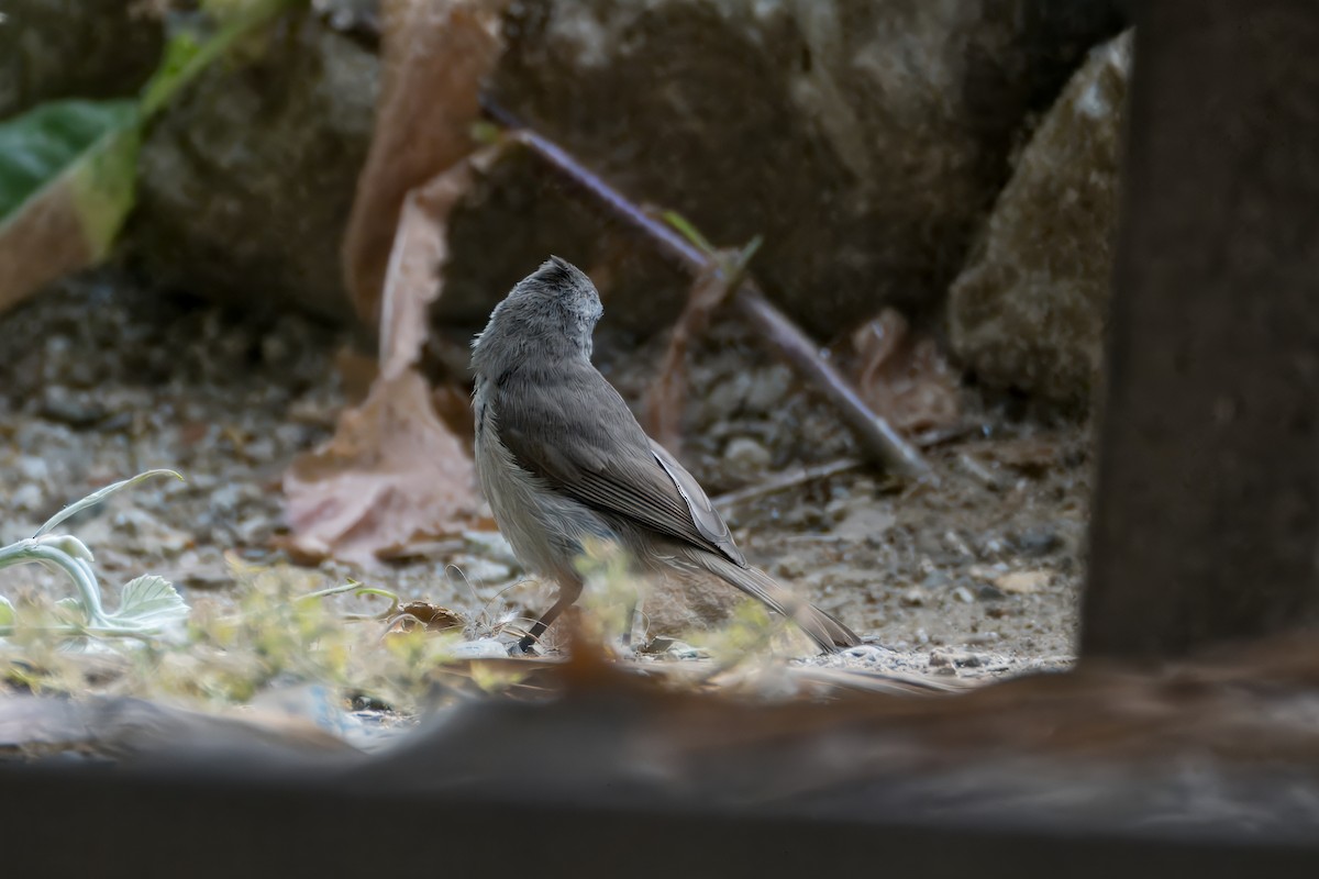 Oak Titmouse - ML620641409