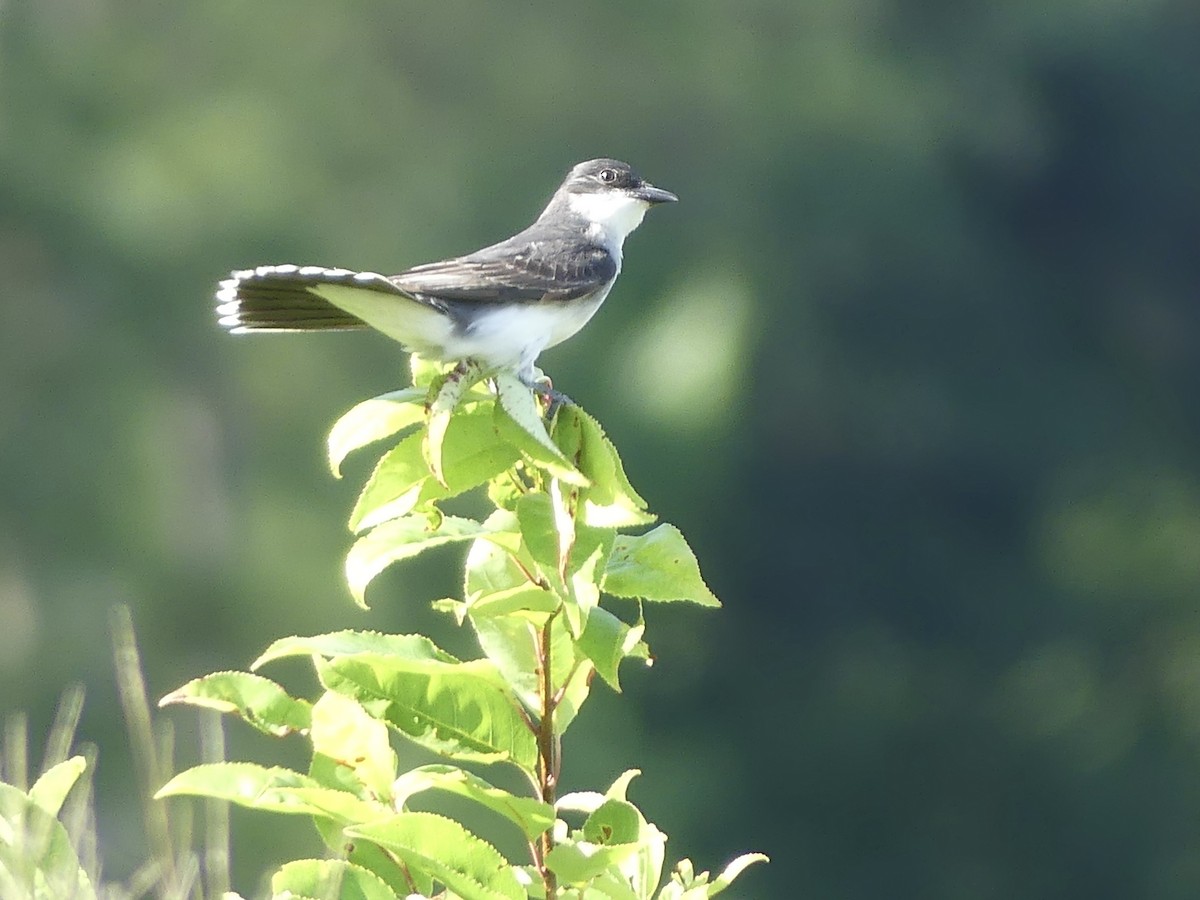 Eastern Kingbird - ML620641412