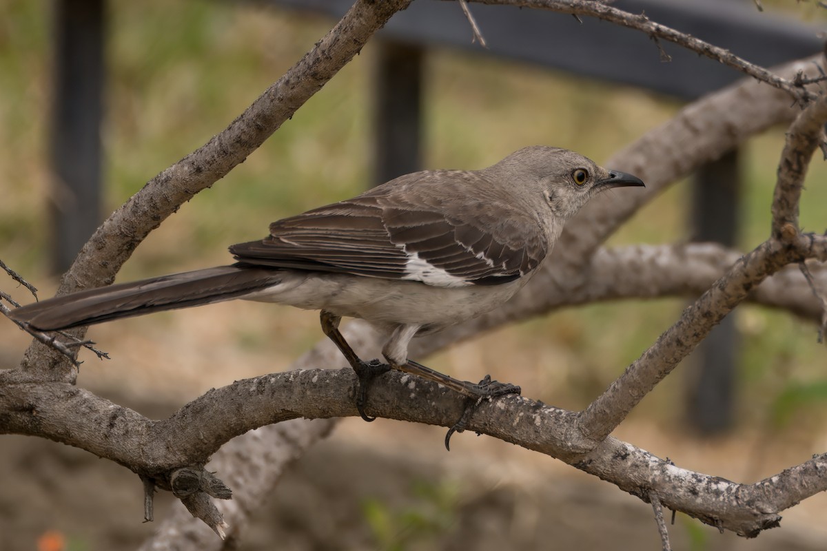 Northern Mockingbird - ML620641414