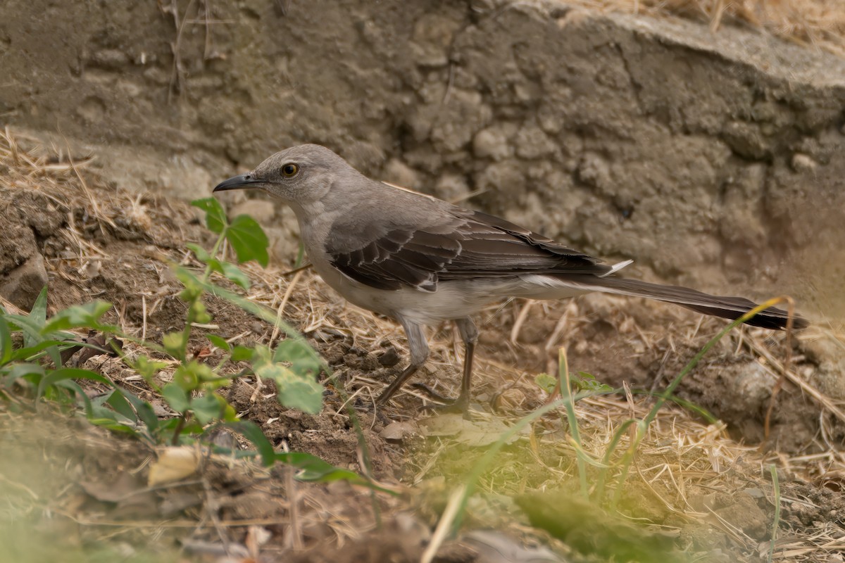 Northern Mockingbird - ML620641417