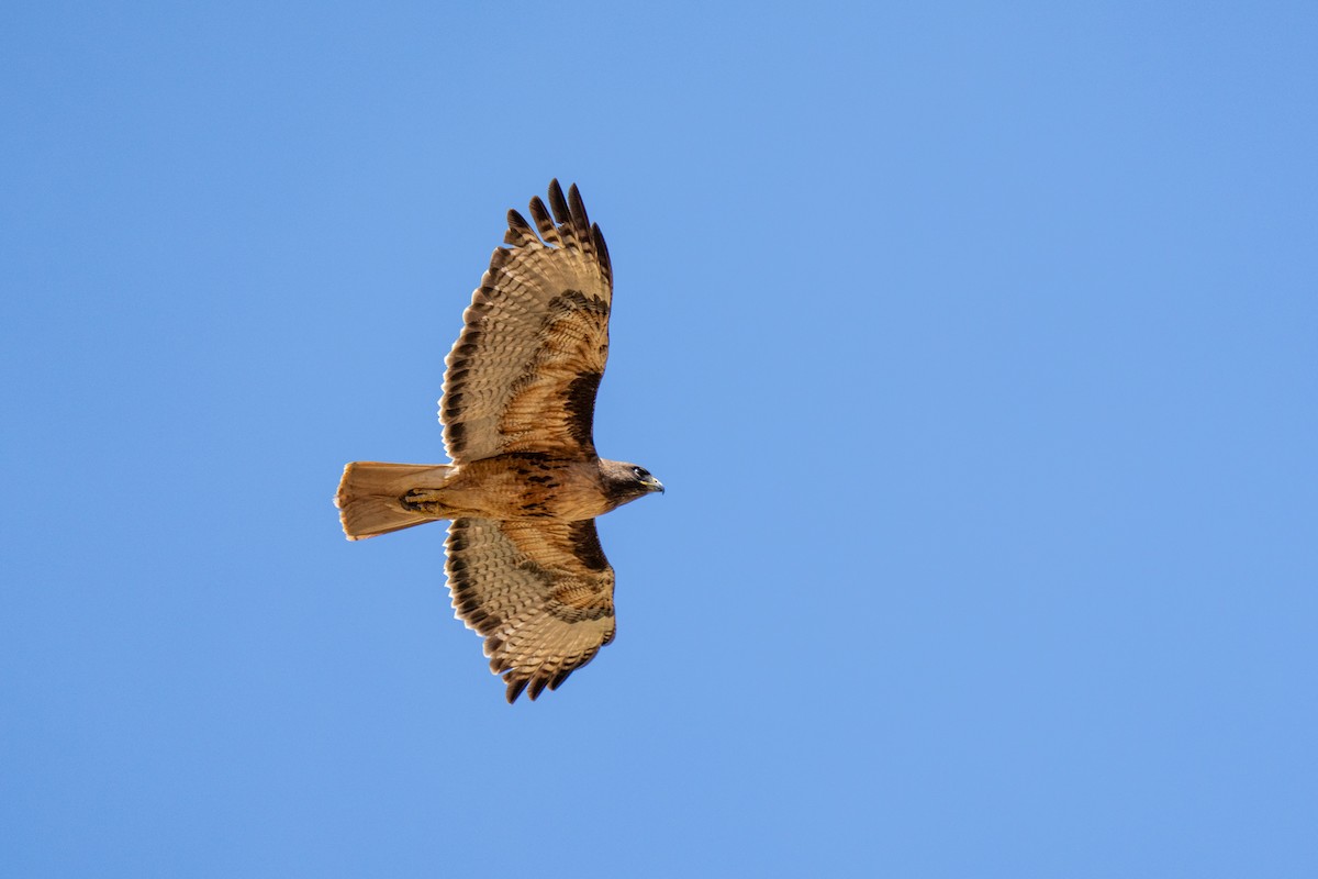 Red-tailed Hawk - ML620641418