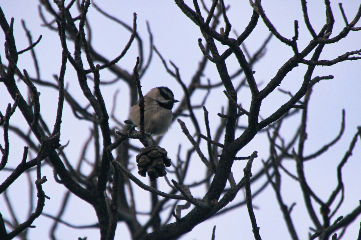 Mountain Chickadee - ML620641422