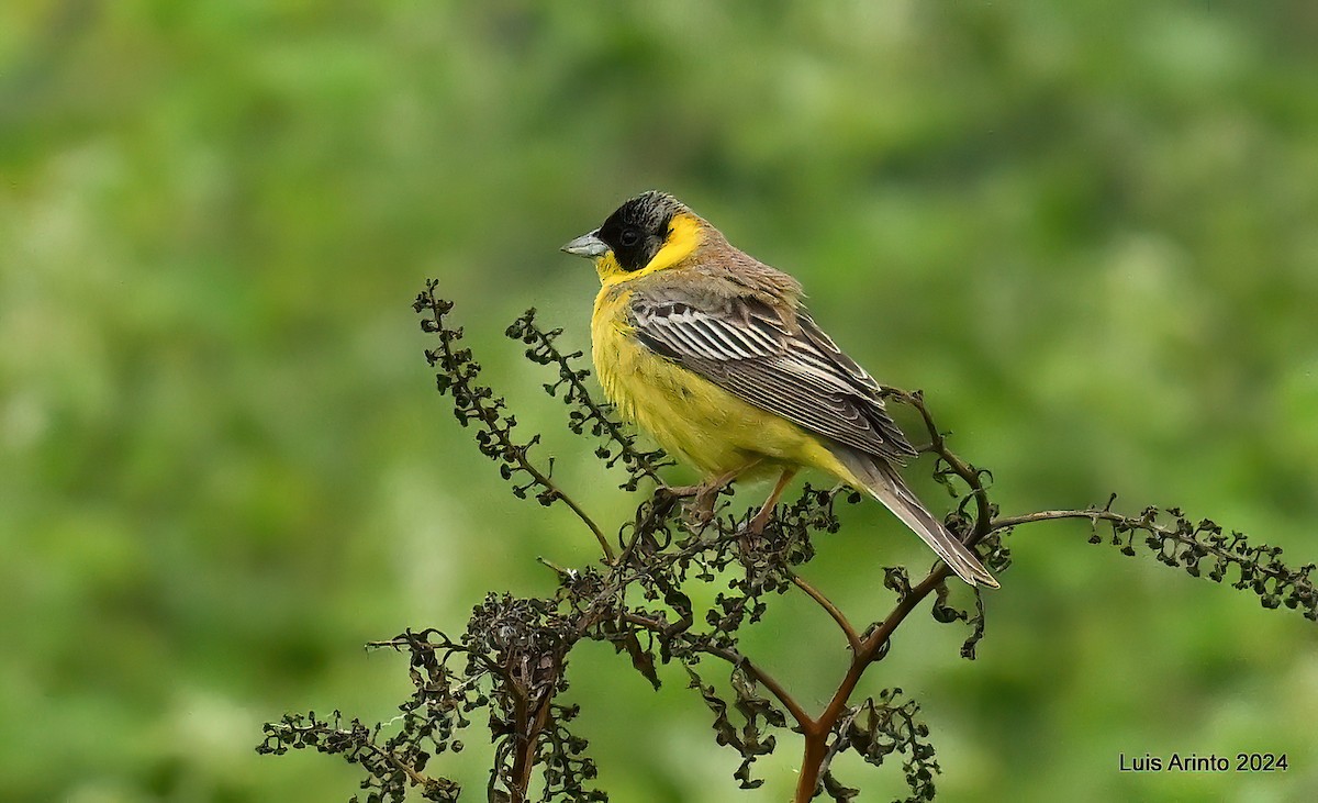 Black-headed Bunting - ML620641425