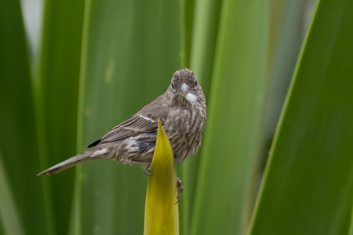 House Finch - Alexander Yan