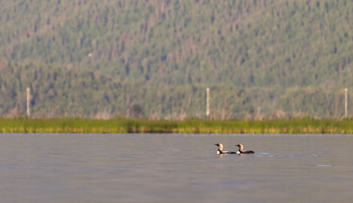 Pacific Loon - ML620641431